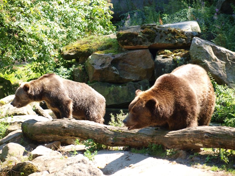 Zoologická zahrada Děčín: Moderní oáza pro zvířata i návštěvníky