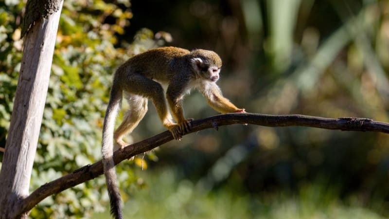 Kdo stojí za smrtí opice v ZOO Na Hrádečku? Hledá se klíčový svědek, viděl krmení čokoládou