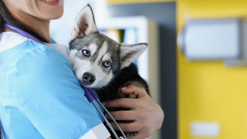 Domácí mazlíčci a lidské léky? Veterináři popisují, co lze řešit doma a kdy je nutný odborník