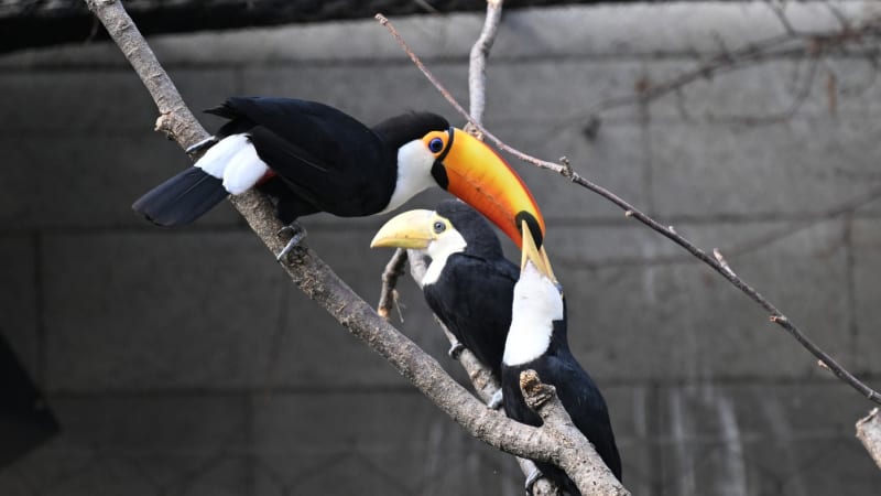 Velký úspěch zlínské zoo: Poprvé se jim povedlo odchovat mláďata tukanů obrovských