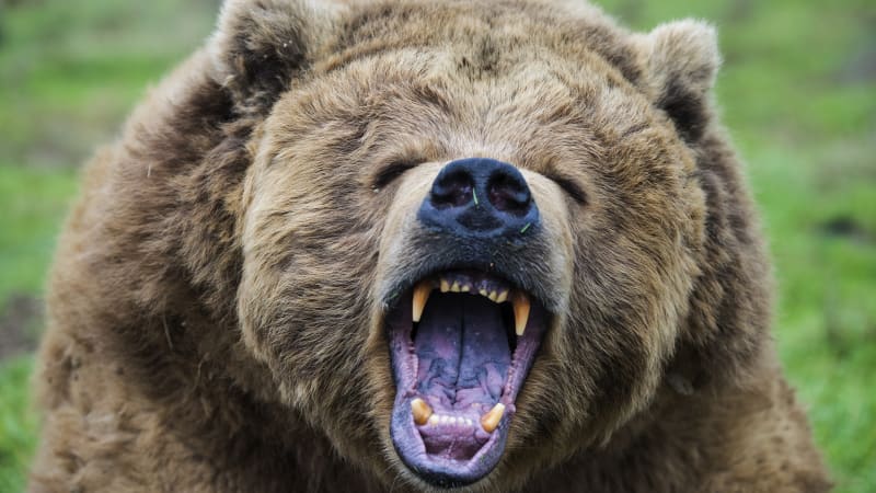 Grizzly zaryl ženě drápy do zad a zakousl se jí do hlavy. Zachránila ji sponka do vlasů