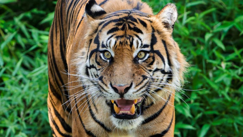 Zoo Praha má nového tygra, utvoří chovný pár se samicí Suryou. Jaké má zvíře divné zvyky? 