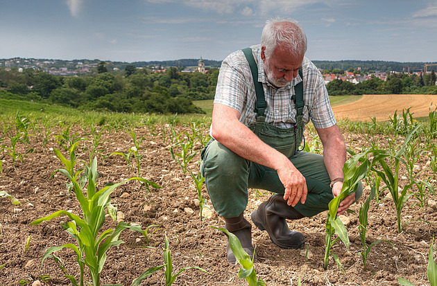 Evropa se otepluje nejrychleji ze všech kontinentů. Vinaři vyhlížejí nové odrůdy