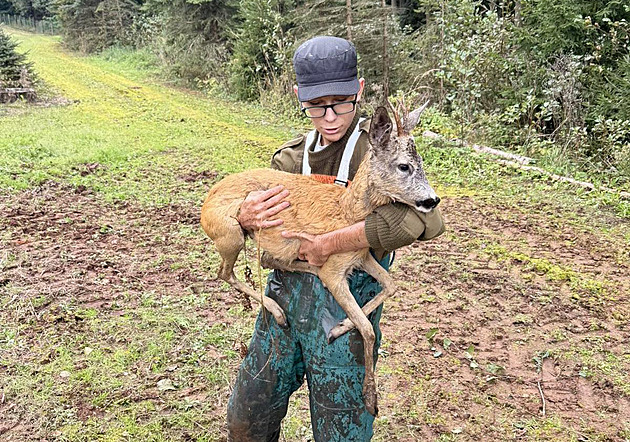 Srnce uvěznila v rybníce změť rostlin, pohotový student pro něj neváhal skočit