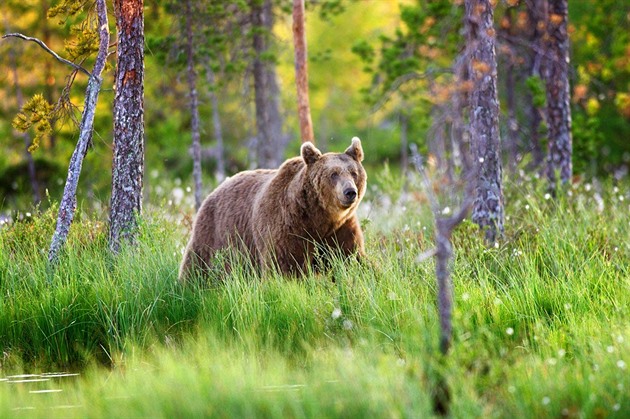 Na Doupově je možná medvěd. Správa vojenského újezdu vydala varování