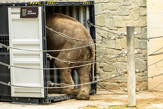 Sloní puberťák už zamířil z Ostravy do Francie, na cestu musel pořádně trénovat