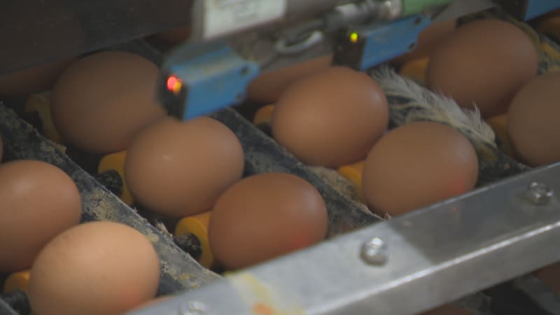 Spotřeba vajec v Česku klesá, důvodů je víc. Jde přitom o superpotravinu