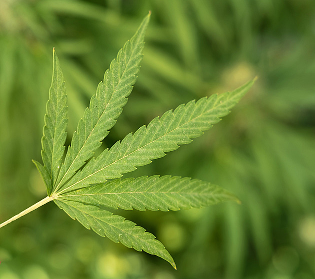 Za pěstování marihuany podmínka. Invalidní důchodce ji užívá kvůli bolestem