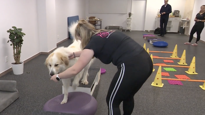 Spike Walk System: česká metodika, která postaví na nohy ochrnutá zvířata