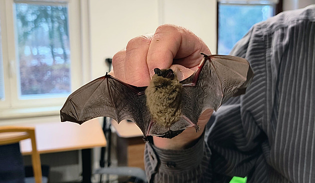 Netopýři zimovali na zámku ve dvojitém okně, málem pomřeli kvůli buzení a žízni