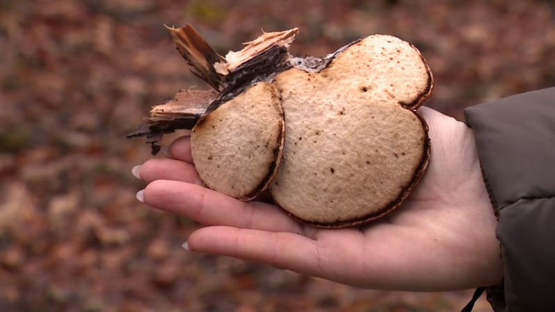 Od tradiční medicíny po jedlé pochoutky. Houbařit se dá i v zimě, hřiby ale nehledejte