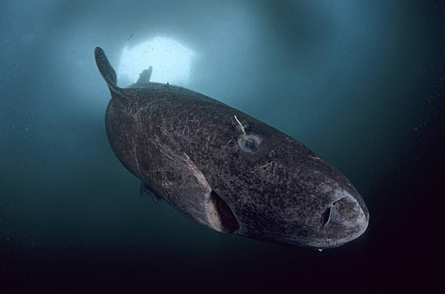 Vědci u Antarktidy poprvé zaznamenali žraloka. Čtyřmetrová paryba je zaskočila