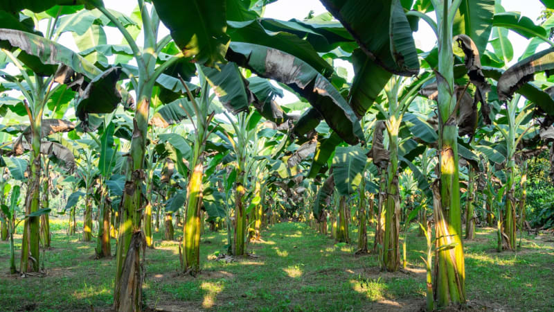 Banánová apokalypsa na obzoru? Houba může znamenat konec pro nejpopulárnější ovoce