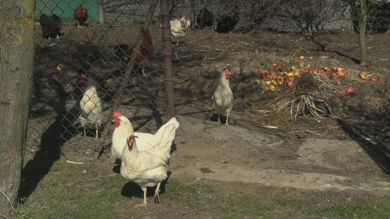 Domácí chov slepic? Zájem o nosnice stoupá, jedna vyjde alespoň na 200 korun