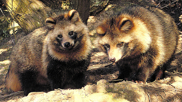 Invazní psík už je i v chráněné přírodě Jeseníků. K odstřelům má motivovat odměna