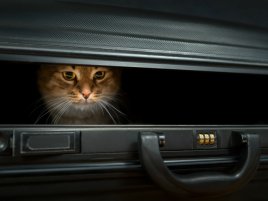 Schrödinger by měl radost. Kus kovu existoval na více místech současně