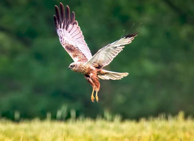 Miliardový projekt strategické trati čeká přísnější posouzení. Kvůli vzácnému dravci