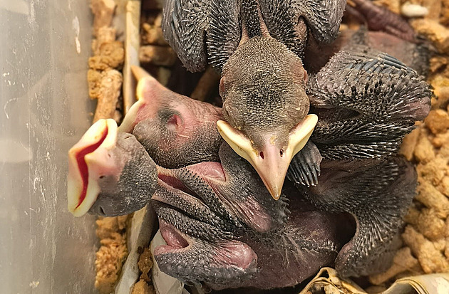 Hnízdo s kavčími mláďaty někdo hodil do koše, ptáčata však měla štěstí