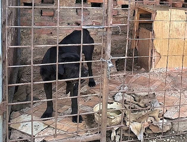 Zvířata neměla prostor, všude špína. Veterináři odebrali zanedbané psy a husy