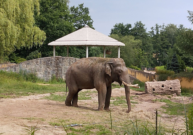 Spousta příprav, pak přesun po dálnici. Ostravská a pražská zoo si vyměnily slony