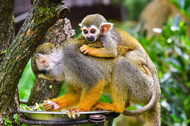 Tlupa kotulů veverovitých ve zlínské zoo se rozrostla o další mláďata